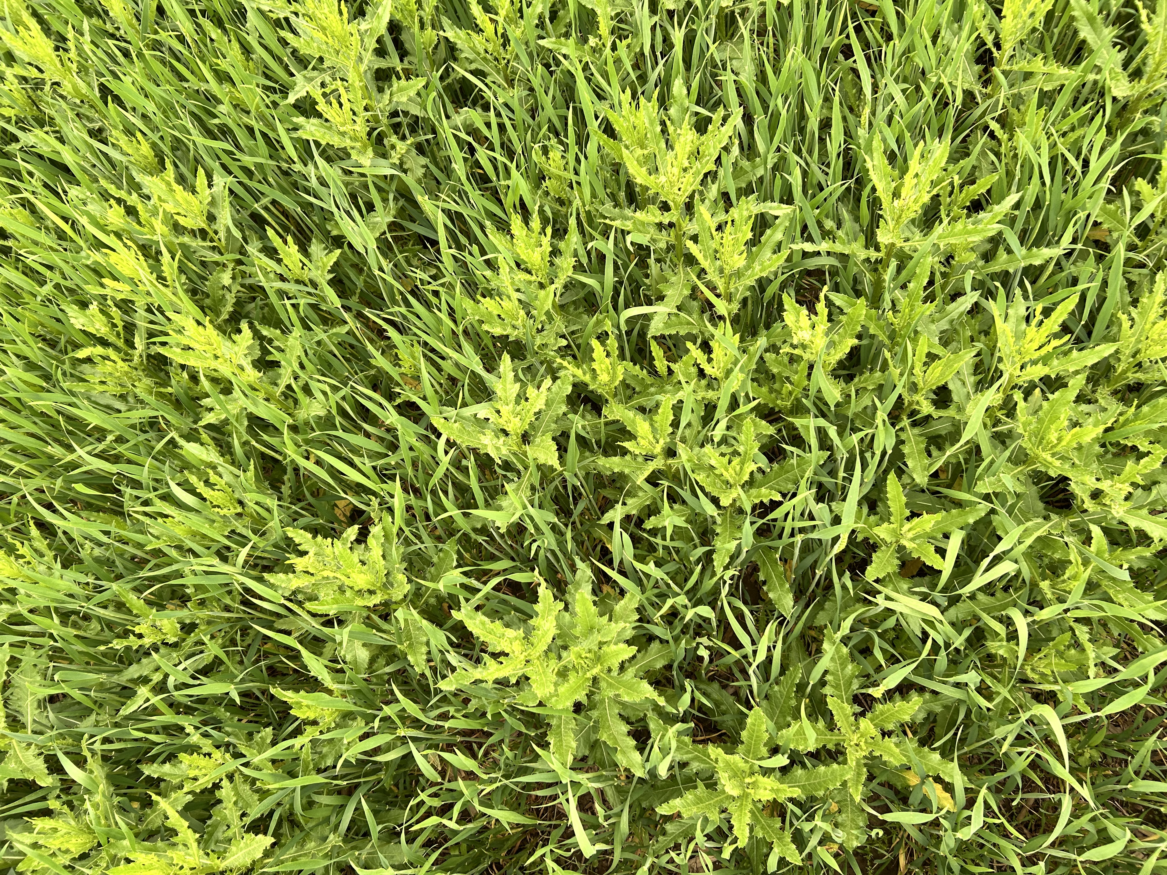 Madelyn Celovsky WW 5 19 25.JPG